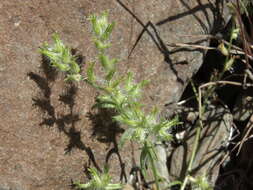 صورة Cryptantha nevadensis Nels. & Kennedy