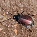 Image of Pacific beetle cockroach