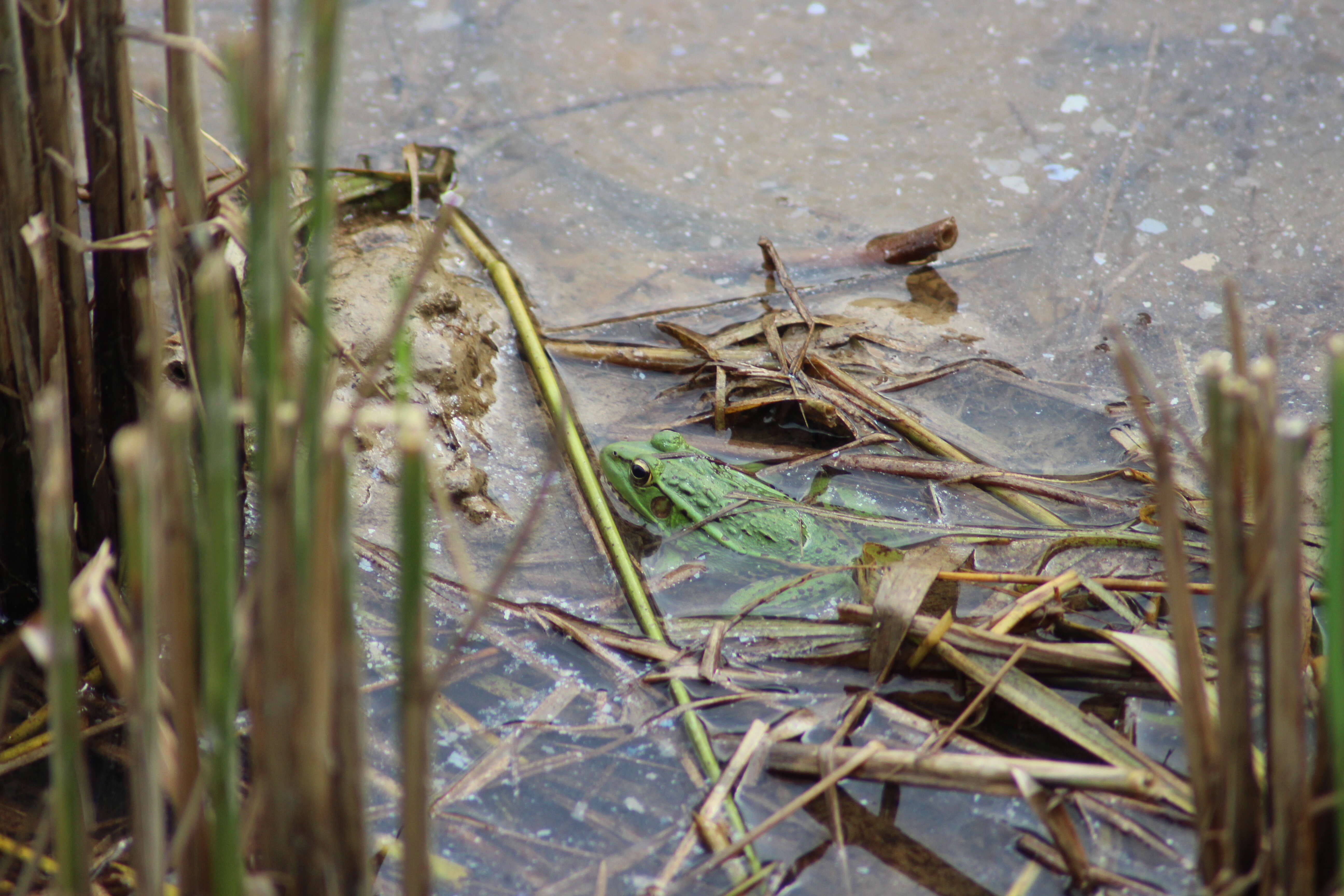 Image of Green Frogs; Water Frogs