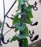 Image of Andalusian Dutchman's Pipe