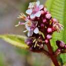 Tococa guianensis Aubl. resmi