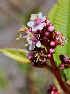 Imagem de Tococa guianensis Aubl.