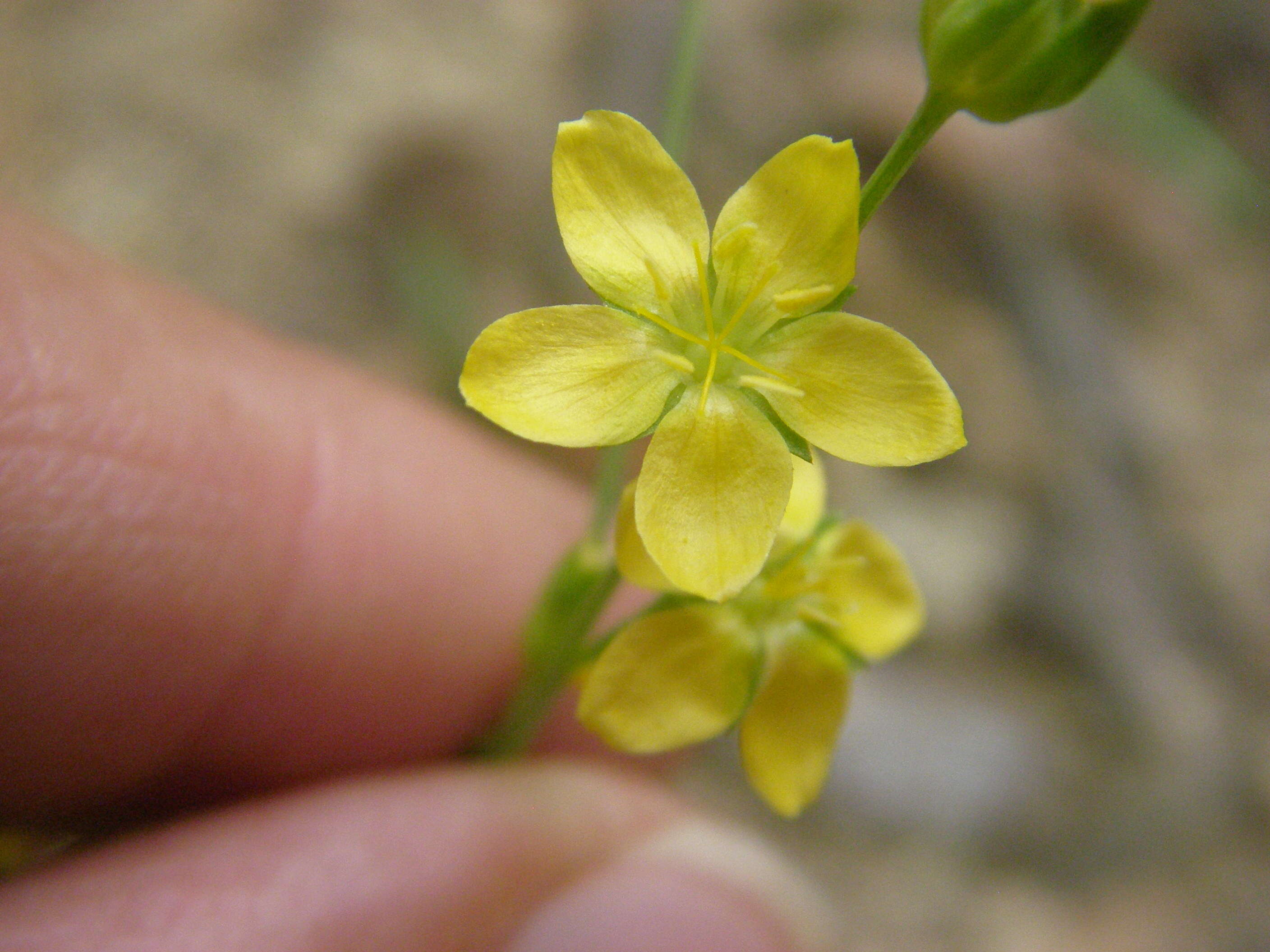 Image of New Mexico yellow flax