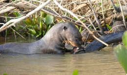 Image of giant otter