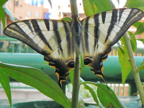 Image of Iphiclides