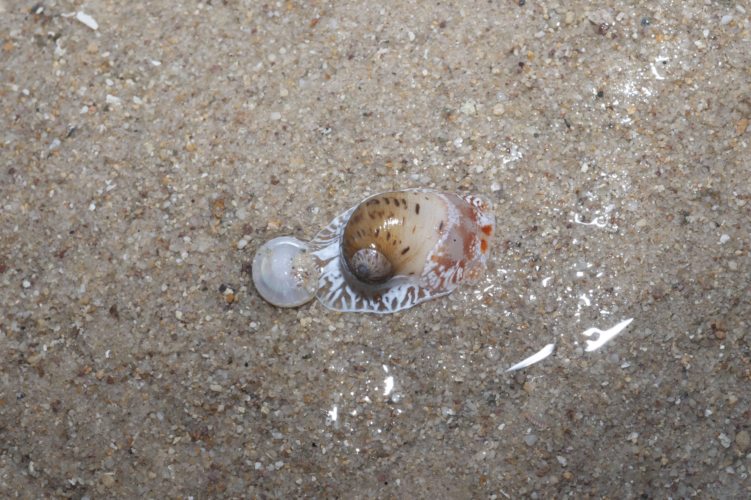 Image of Moon snail