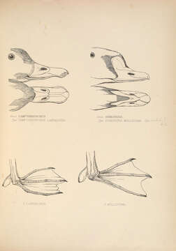 Imagem de Camptorhynchus Bonaparte 1838