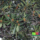 Imagem de Ficus crassiramea (Miq.) Miq.