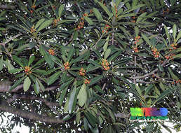 Imagem de Ficus crassiramea (Miq.) Miq.