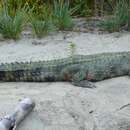 Image of African slender-snouted crocodile
