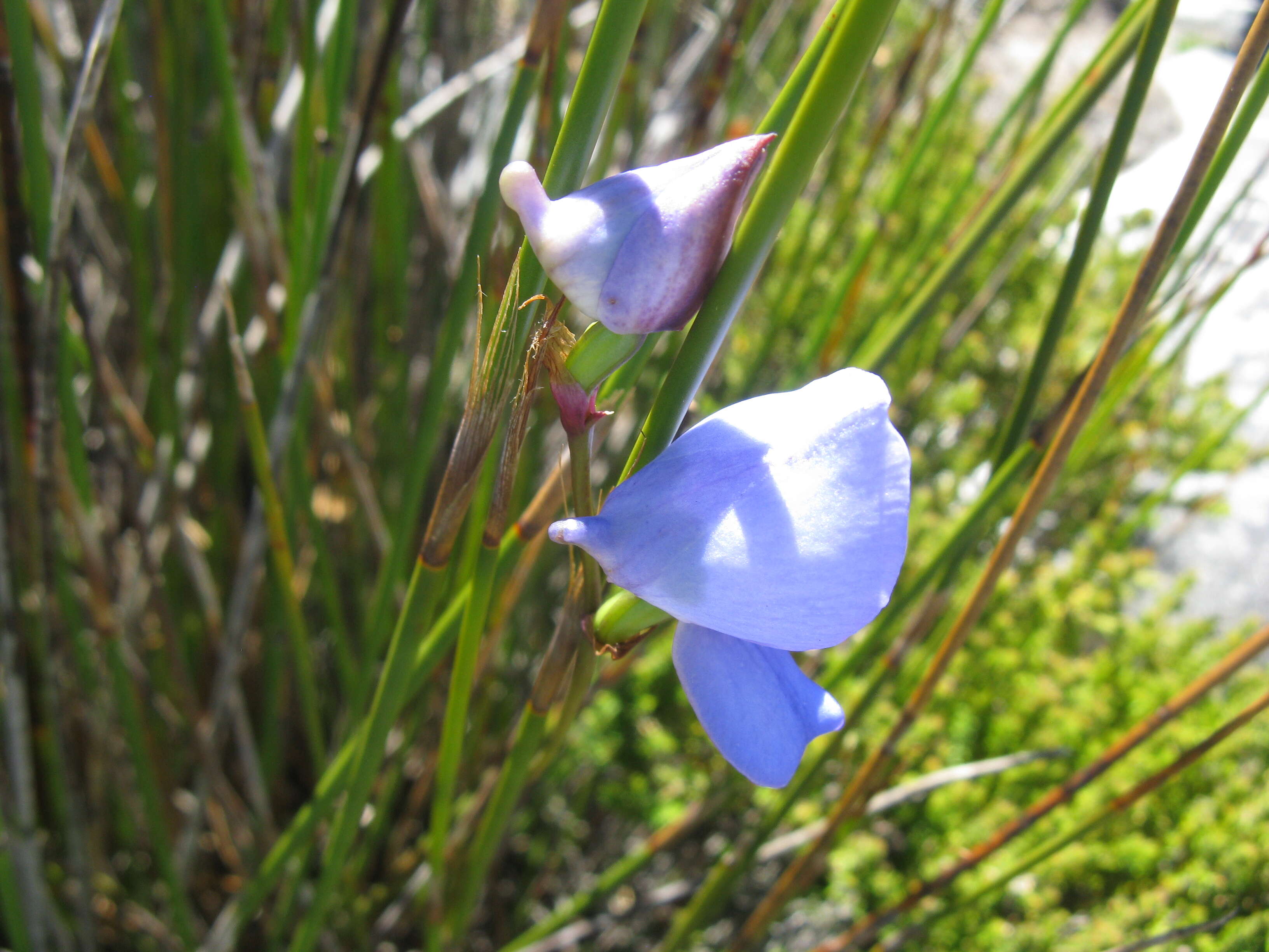 Imagem de Disa graminifolia Ker Gawl. ex Spreng.