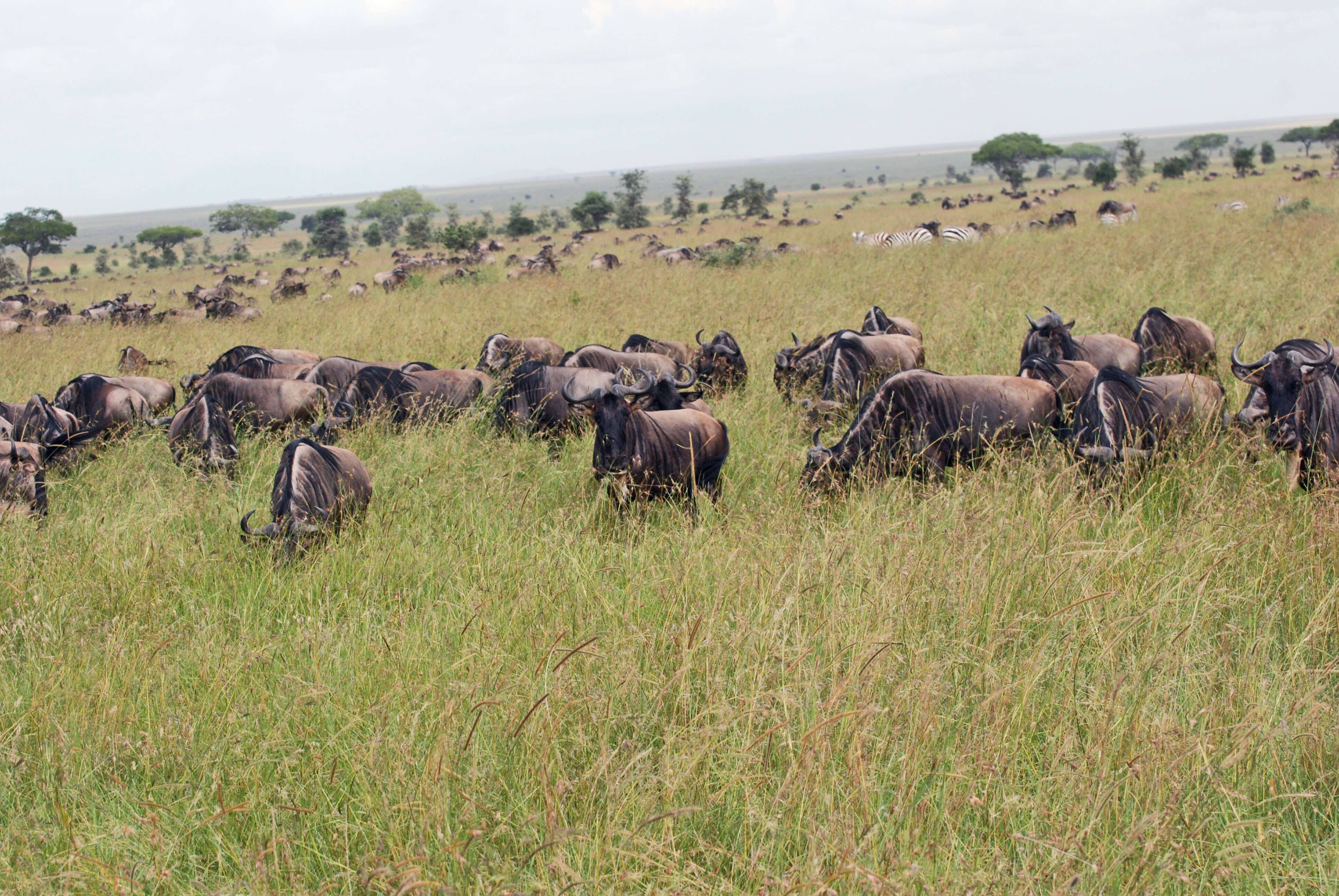 Image of wildebeest