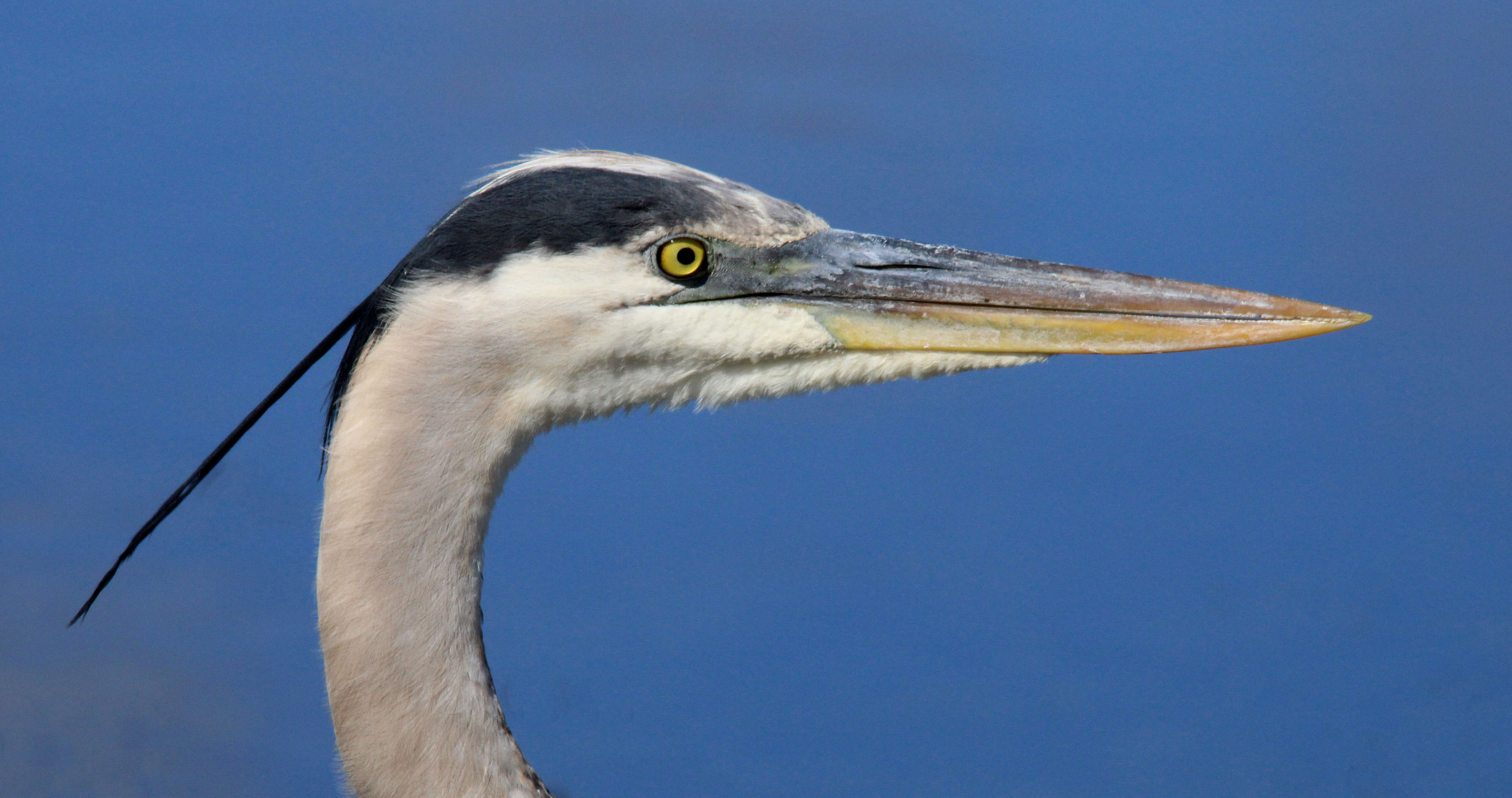 Image of Ardea Linnaeus 1758