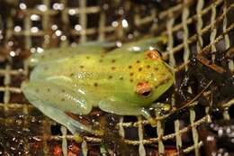 Image of African tree frogs