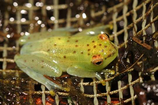 Image of african reed frogs