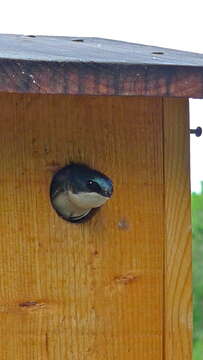 Image of Tachycineta Swallows