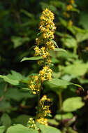 Image of Broad-leaved goldenrod