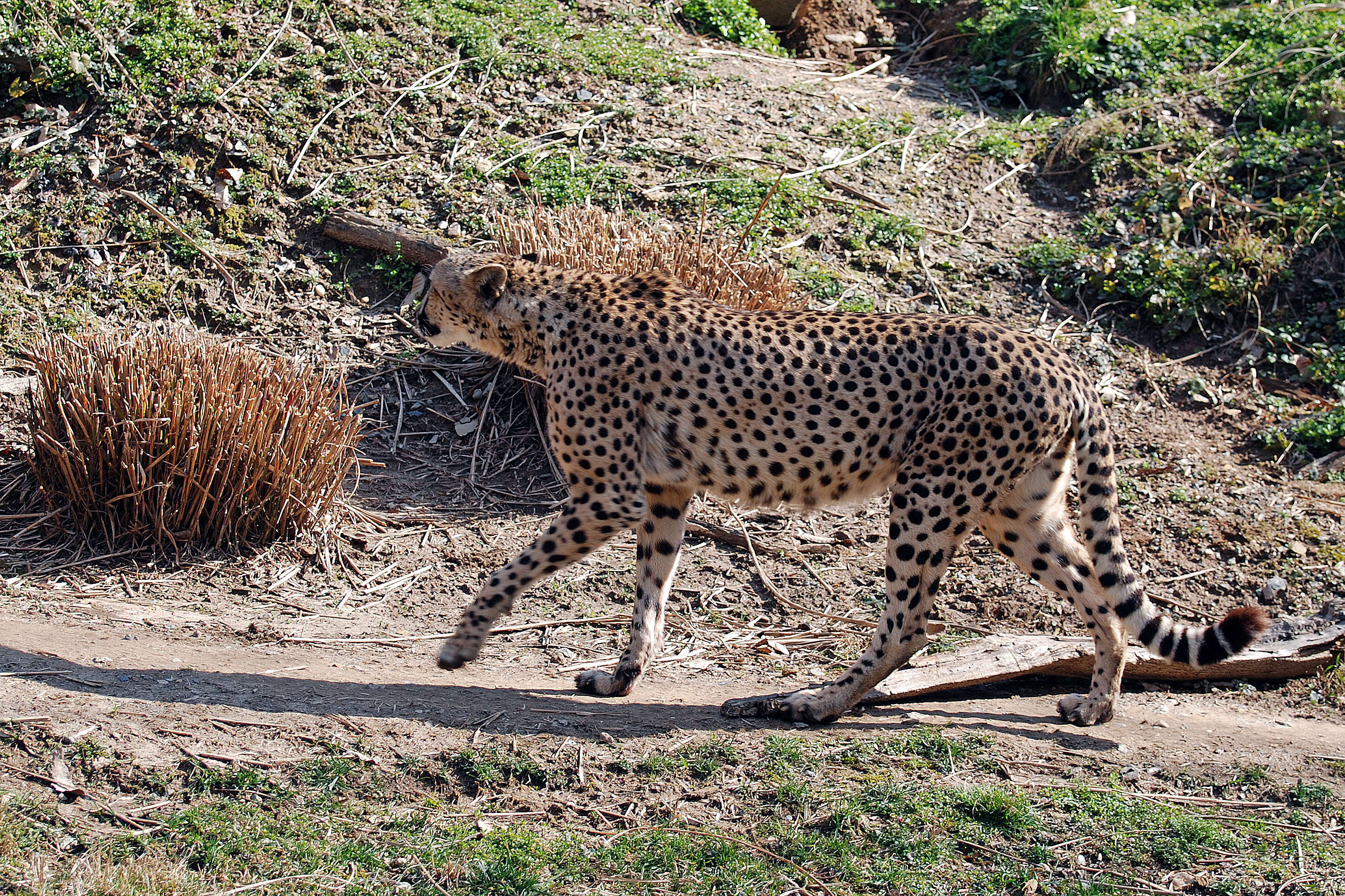 Image of Acinonyx Brookes 1828