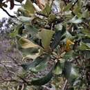 صورة Eremanthus harleyi H. Rob.