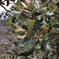 Eremanthus harleyi H. Rob. resmi