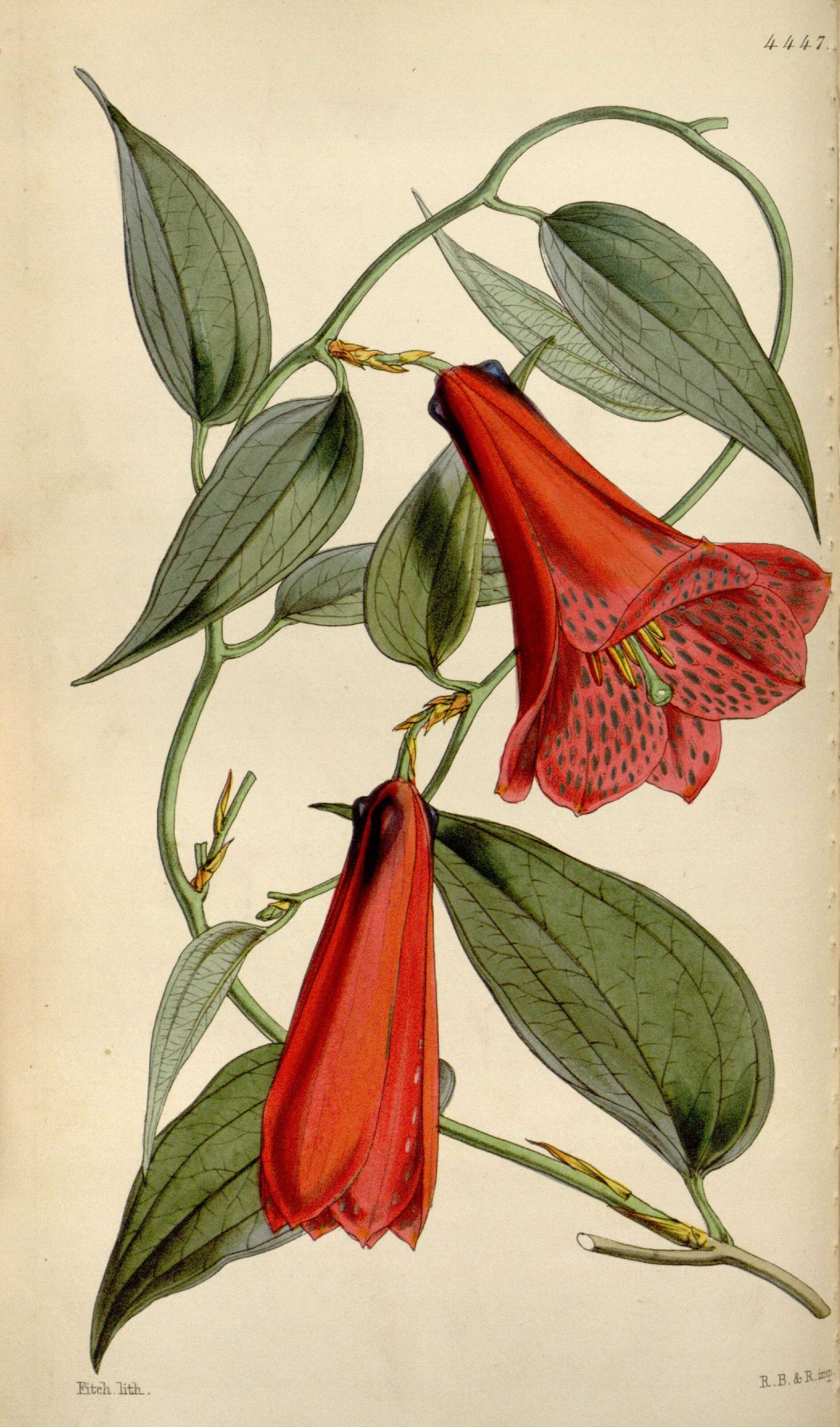 Image of Philesiaceae