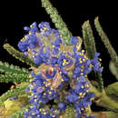 Image of wartleaf ceanothus