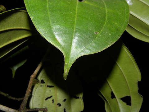 Image of Blakea guatemalensis Donn. Sm.