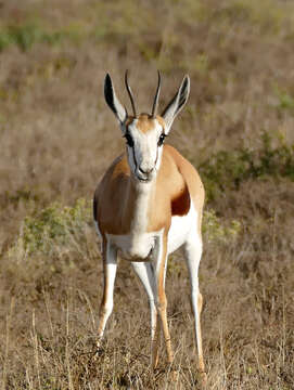 Image of Springbok