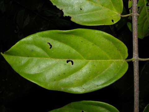 Image de Tetrapterys tinifolia Triana & Planch.