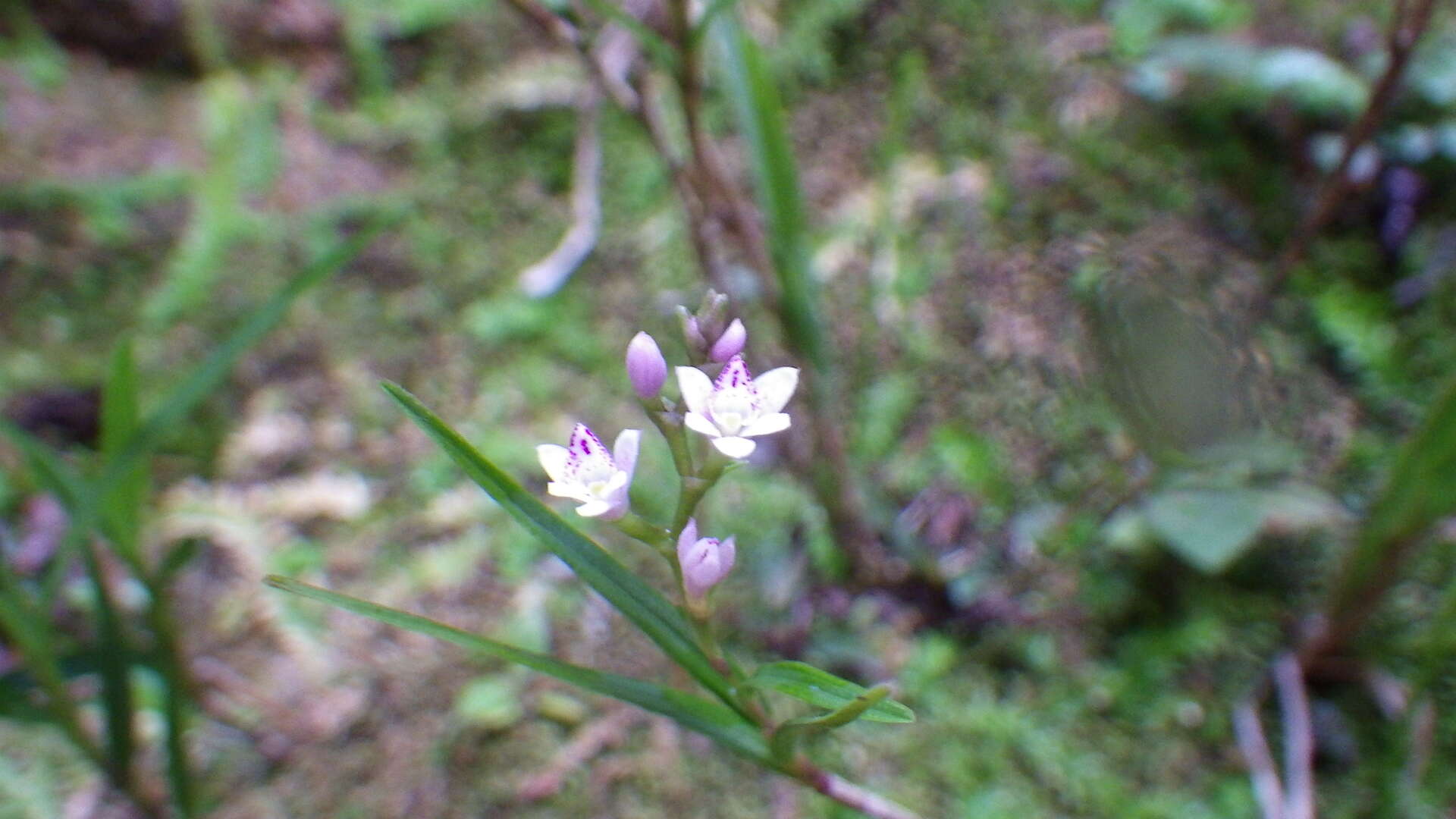 Imagem de Epidendrum fimbriatum Kunth