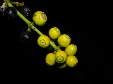 Image of Miconia ampla Triana