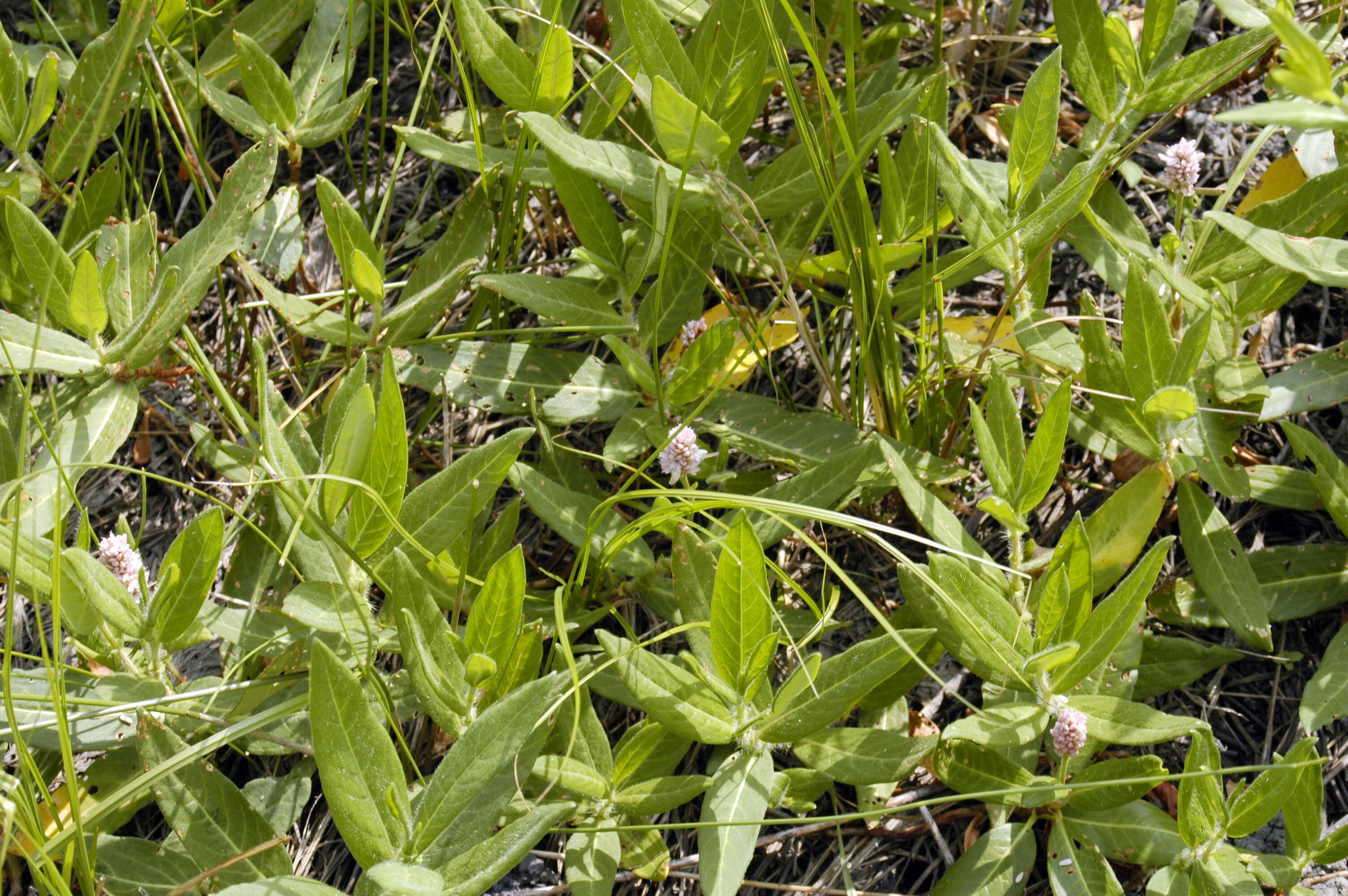 Image of Pinkweeds