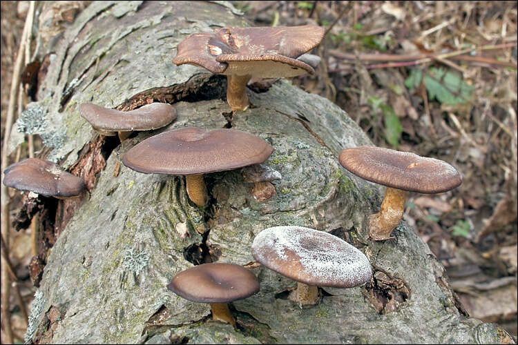 Image of Lentinus brumalis (Pers.) Zmitr. 2010