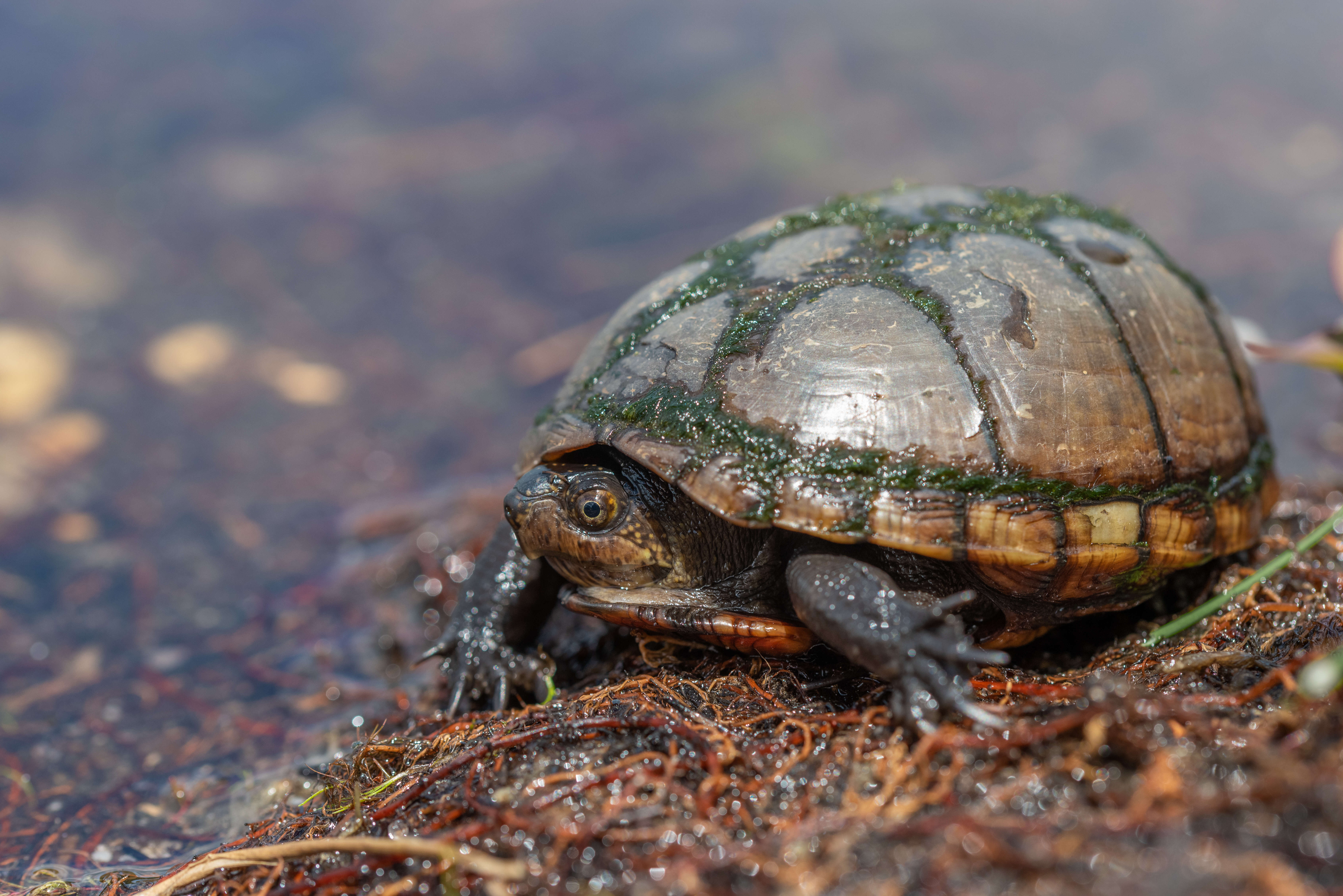 Image of mud turtles