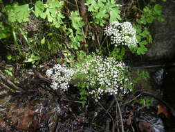 Imagem de Conioselinum scopulorum (A. Gray) Coult. & Rose