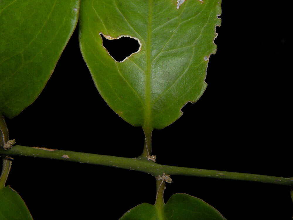 Image de Struthanthus leptostachyus (Kunth) G. Don