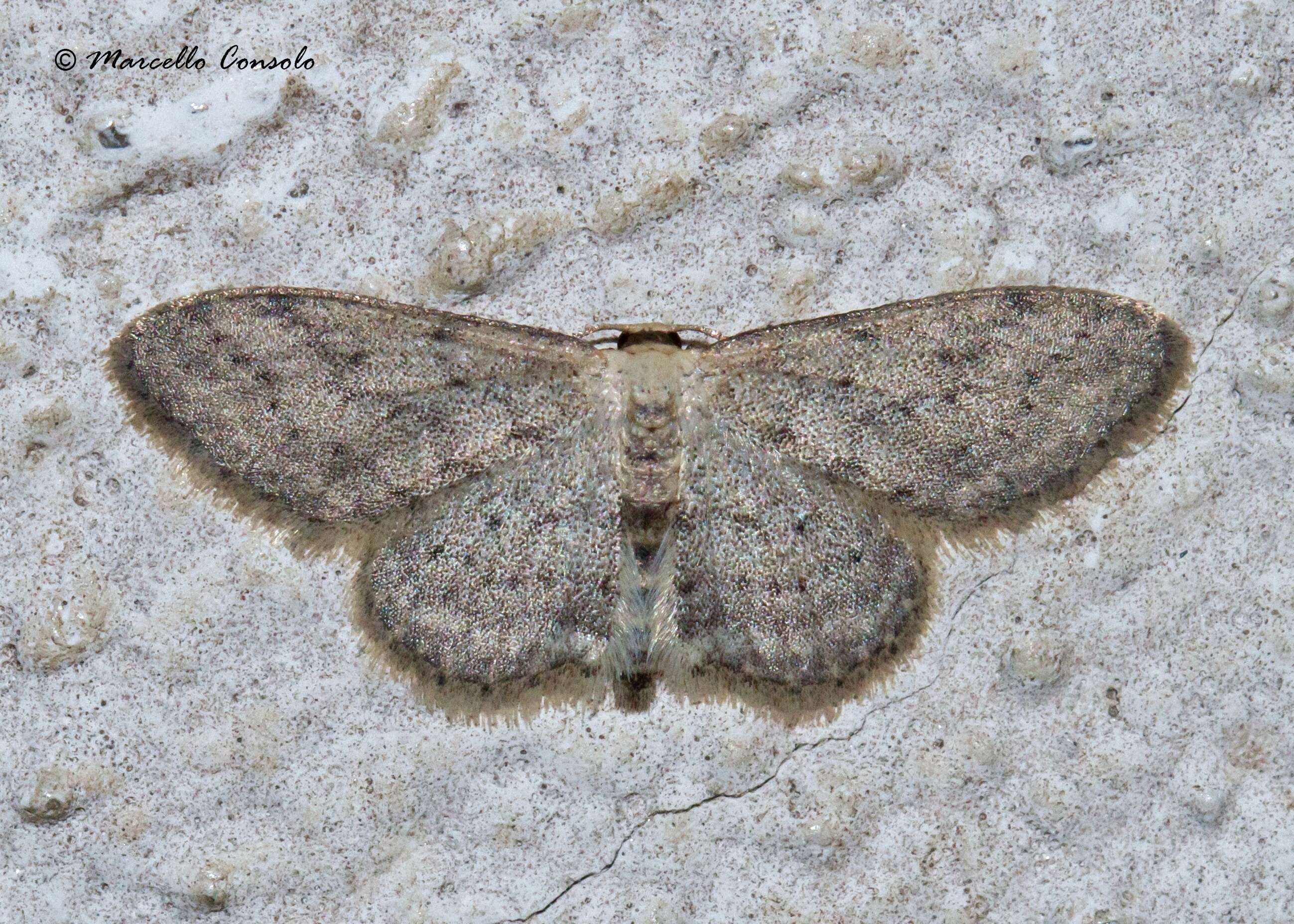 Image of Idaea