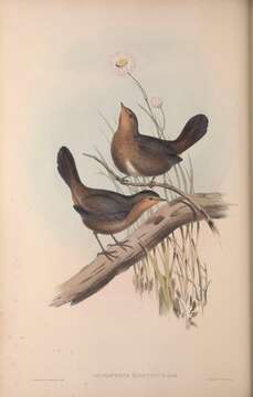 Image de Pycnoptilus Gould 1851