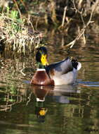 Image of Common Mallard