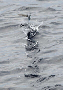 Image of Atlantic Flyingfish