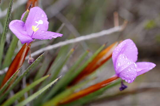 Imagem de Patersonia occidentalis R. Br.