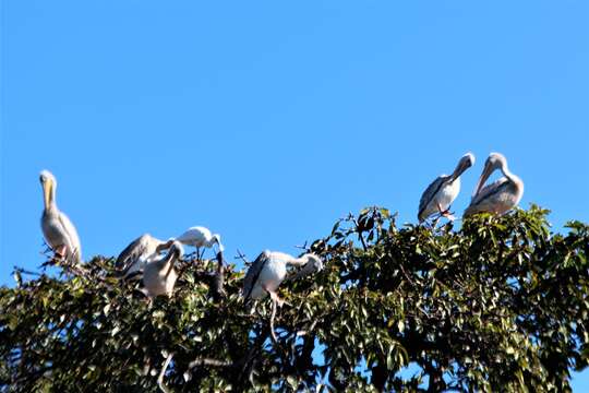 Image of Great White Pelican