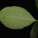 صورة Palicourea hondensis (Standl.) C. M. Taylor