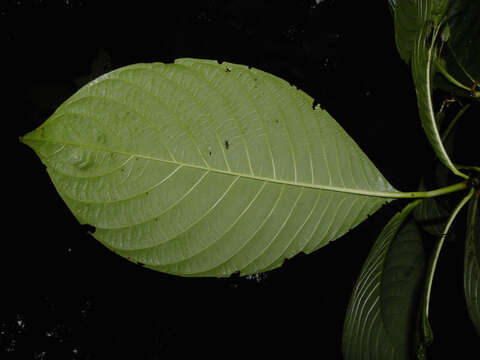 صورة Palicourea hondensis (Standl.) C. M. Taylor