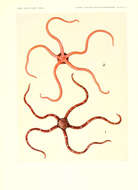 Image of Ophiomyxa Müller & Troschel 1840