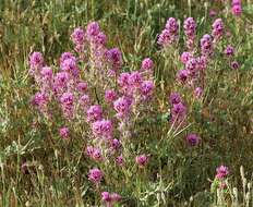 Image of exserted Indian paintbrush