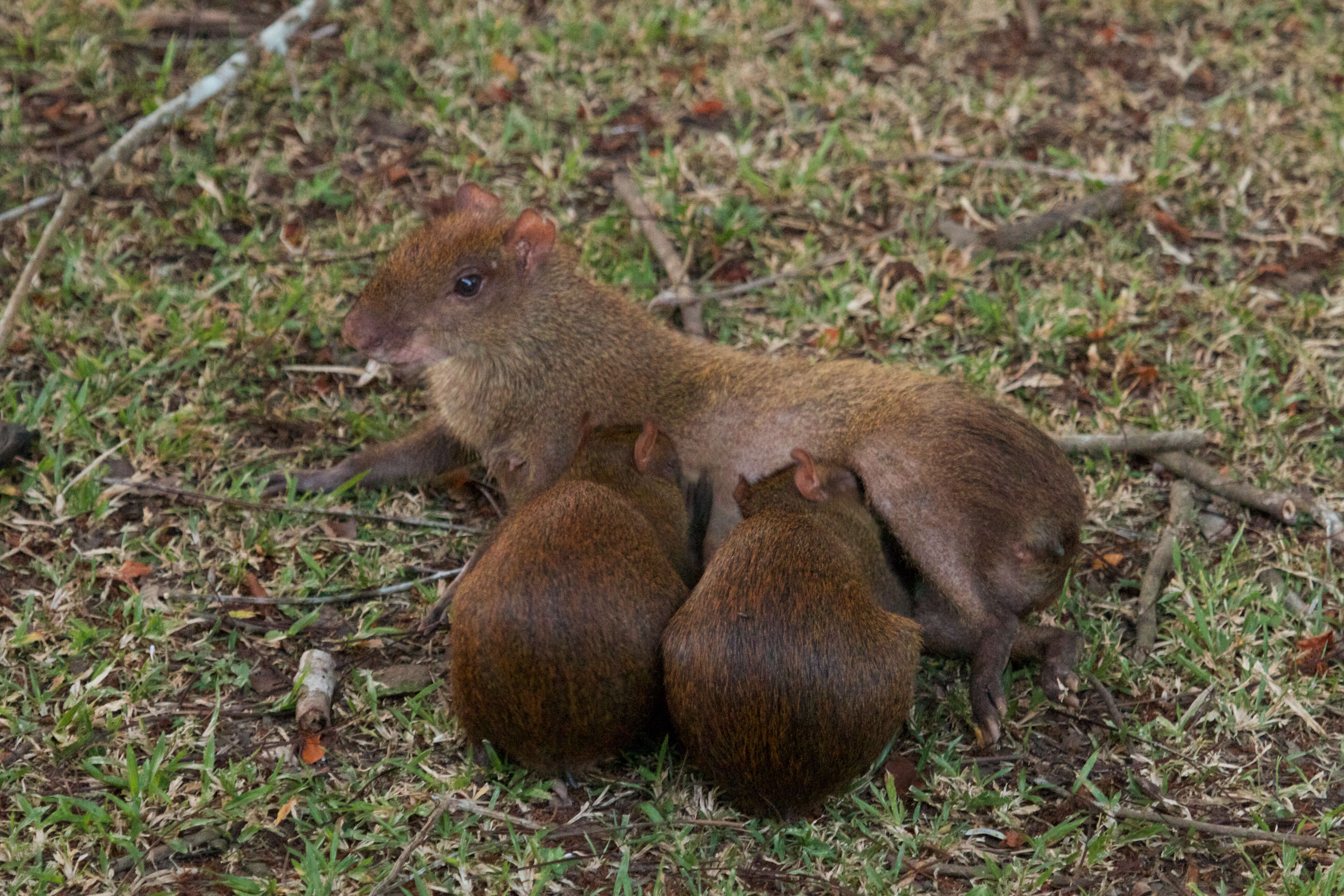 Image of agoutis and pacas