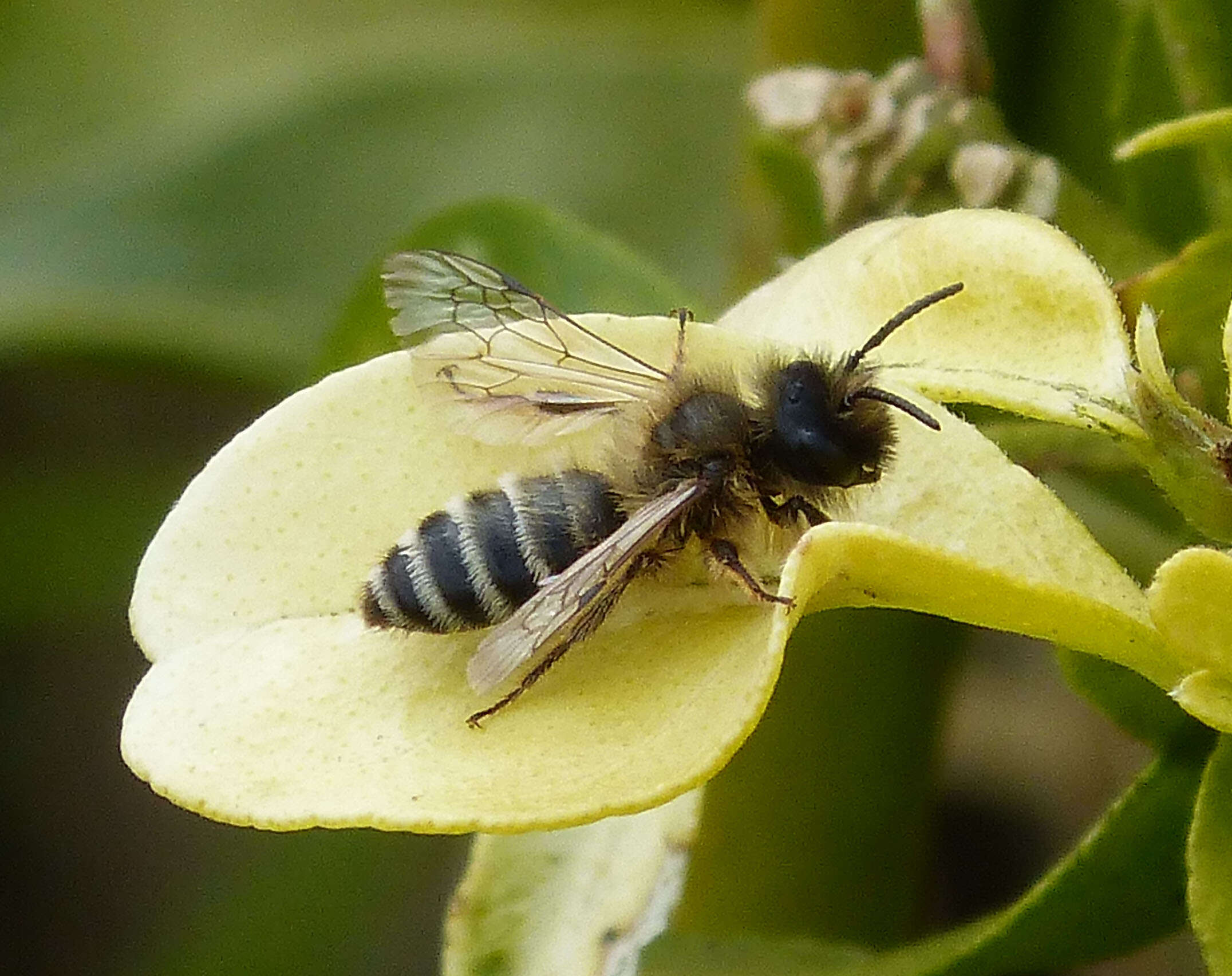 Image of Andrena flavipes Panzer 1799