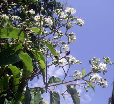 Image of Heptacodium