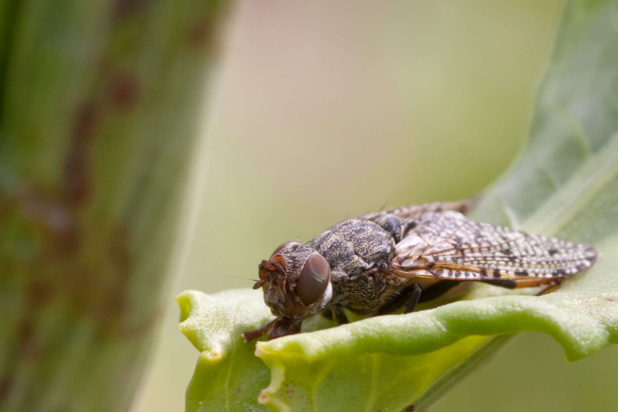 Слика од Platystoma